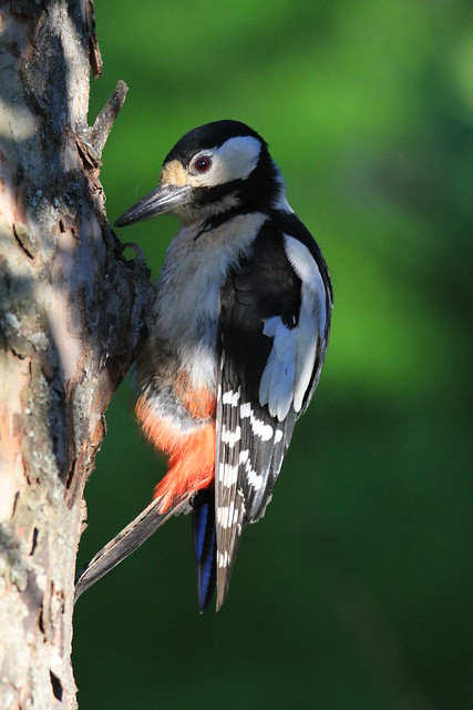 SummGreater spotted woodpecker in the garden