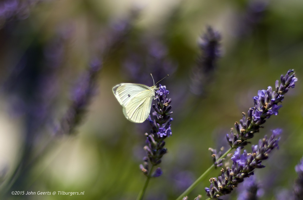 Lavendel and Butterfly