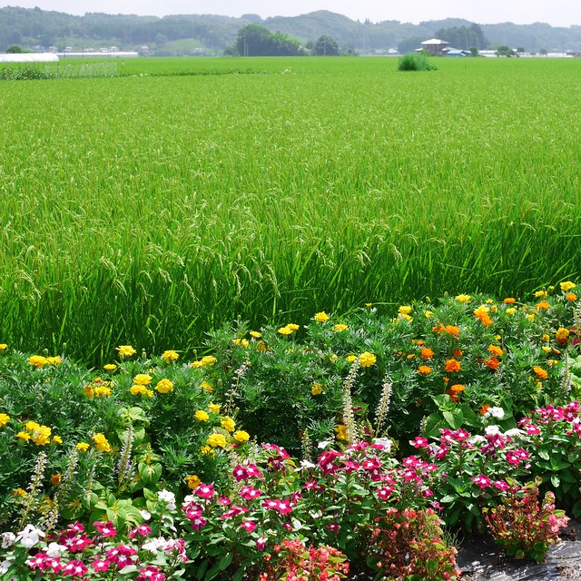 Rice-field fringed by tiny flower garden