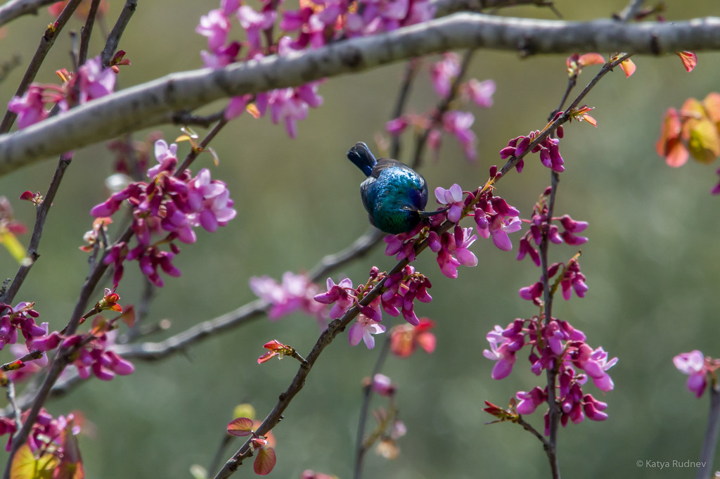Palestine Sunbird | Nectarinia osea, Palestine Sunbird, צופי… | Flickr