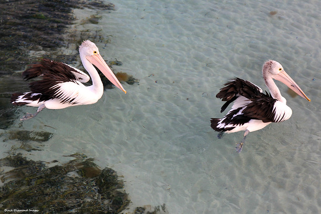 Pelecanus conspicillatus - Australian Pelican, Emu Bay, Kangaroo Island, South Australia