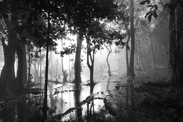 Foggy & flooded forest on top of Kuang Si Waterfall, Luang Prabang, Laos