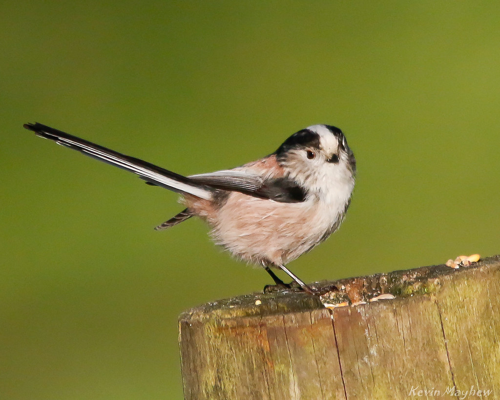 Long-tailed Tit-4994