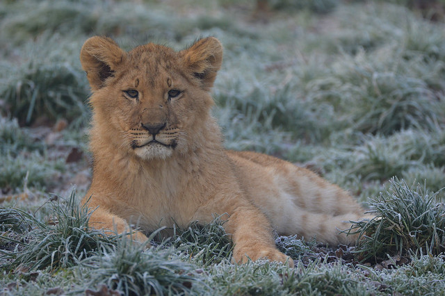 African lion cub - Olmense Zoo