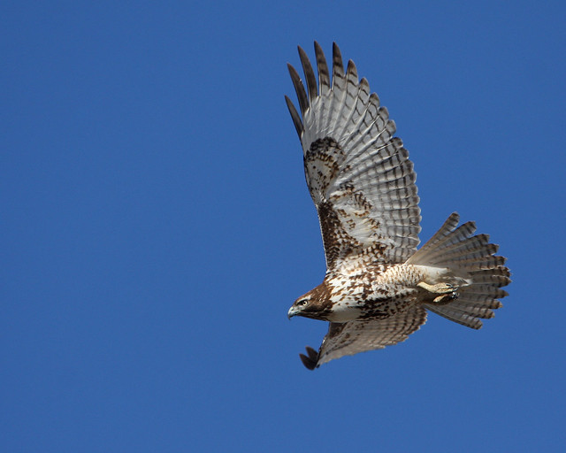 Red Tailed Hawk 6952