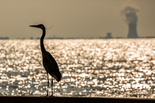 Nuclear Sunset by kschmitz2, A Great Blue Heron basks in the sunset near Davis–Besse Nuclear Power Station, Lake Erie, Ohioblue s