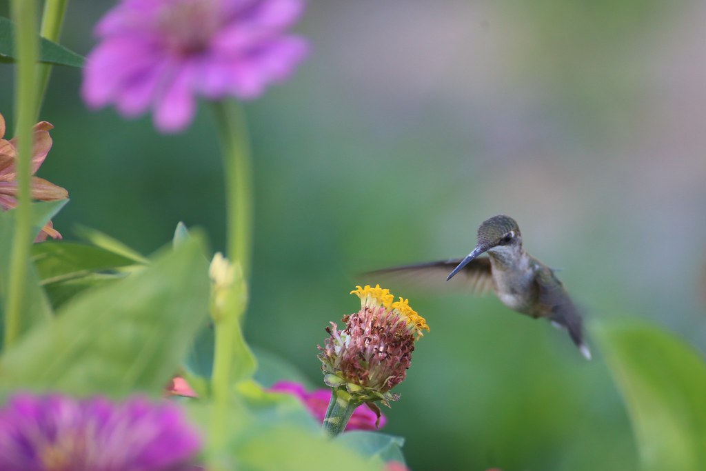 hummingbird flying