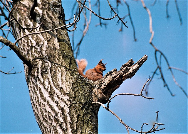 Red squirrel, Birkett hill Kirkby-Stephen