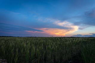 Storm cloud over wheat field