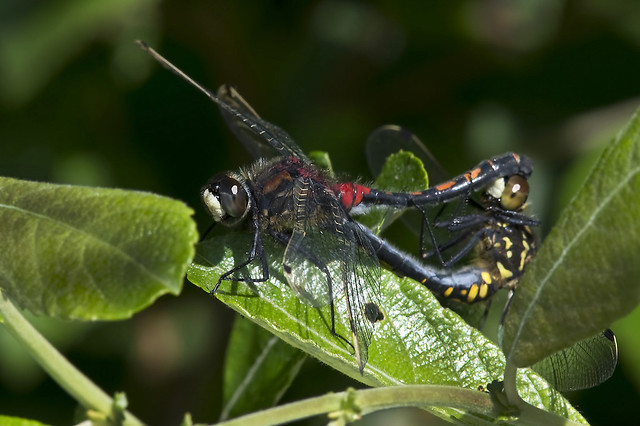 White-faced-Darters