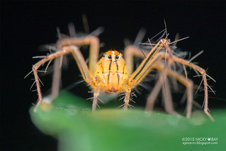Lynx spider (Oxyopes auratus) - DSC_0632
