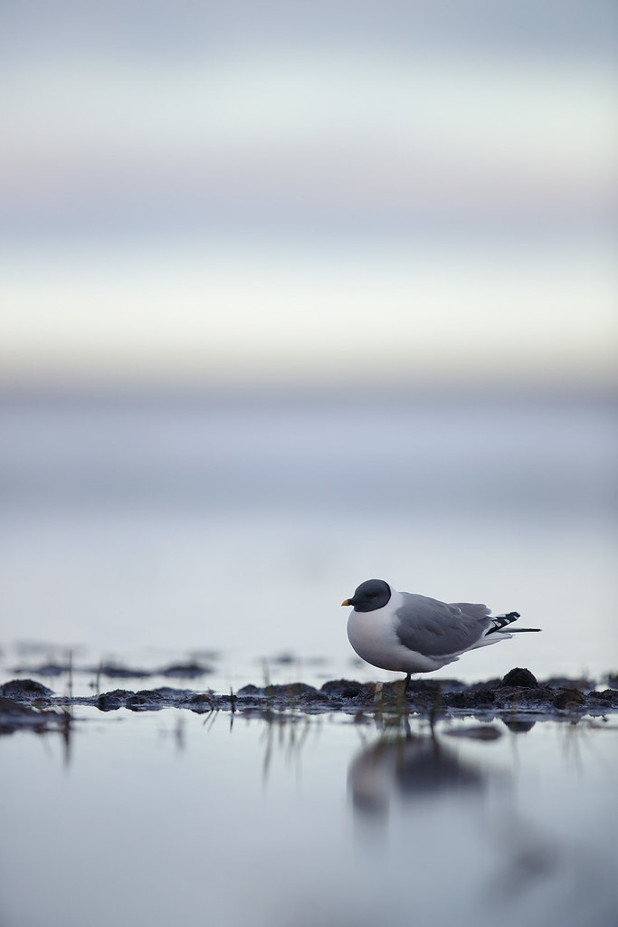 Xema sabini | Sabine's Gull | tärnmås