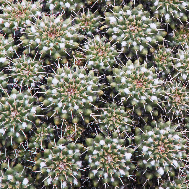 Jardin de Cactus - Lanzarote