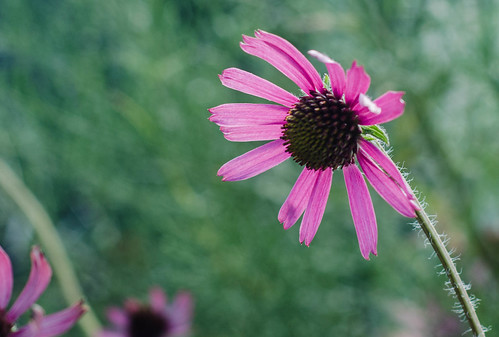 Looming flower | by Alex.Patino