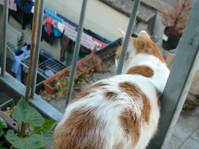 cat on a balcony