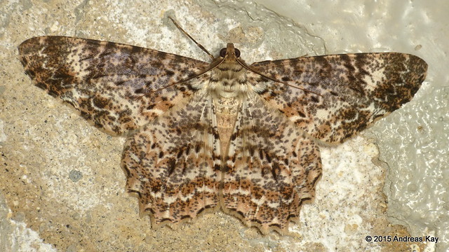 Geometer Moth, Epimecis sp.