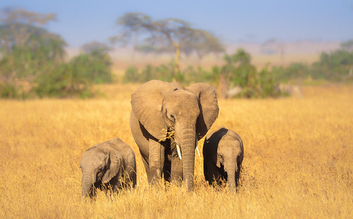 christmaswish elephant elephantfamily herd tanzania serengeti tranquil beautiful adventure outdoor conservation ivoryfree nikon nikond90