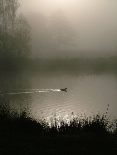 uk england mist lake topf25 water fog sunrise reeds dawn duck topf50 topv555 topv333 perfect savedbythedeletemegroup britain buckinghamshire berkshire kevday