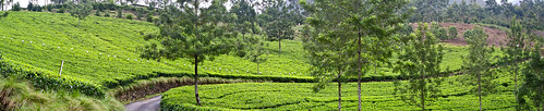 Tea slopes, Munnar by Farhiz