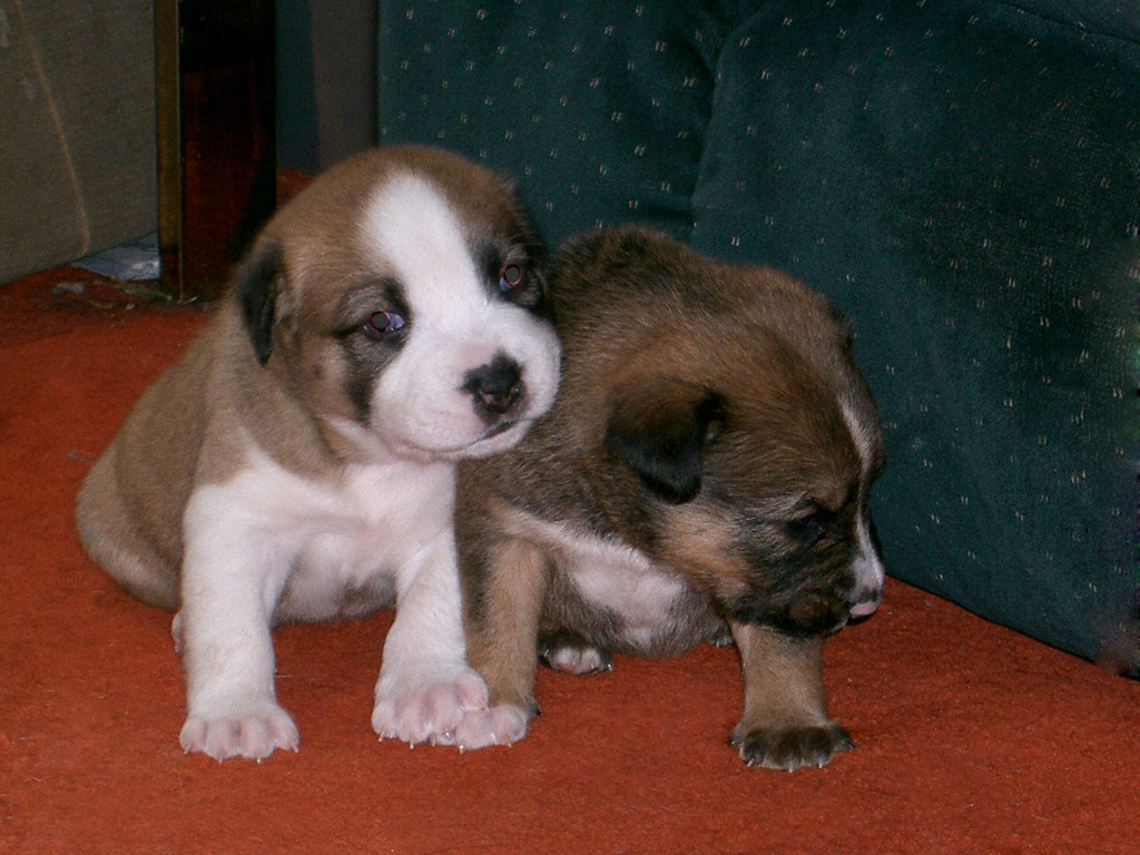 More Puppies