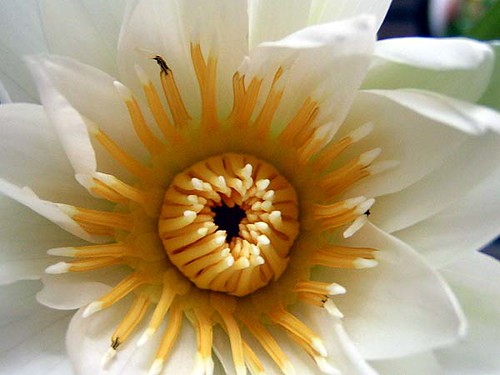 Open Lily | by Philosopher Queen