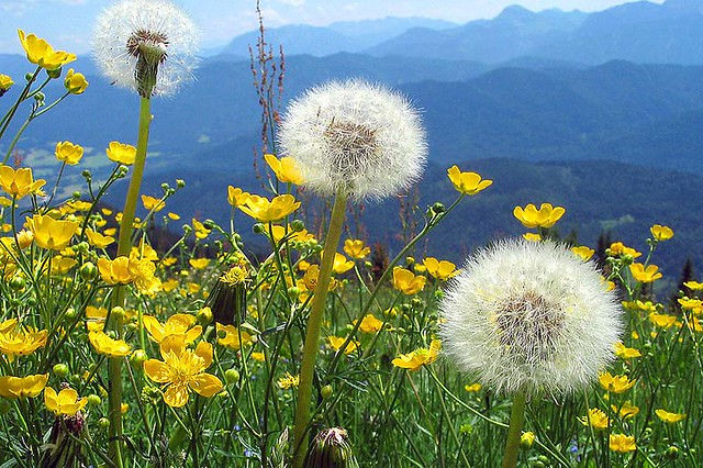 Bayern Berge Butter Blumen