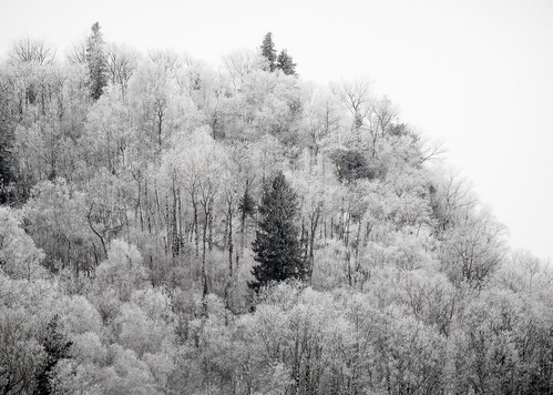 trees winter snow ontario canada forest grey hill gray overcast ridge telephoto thunderbay 70200mmf28gvr