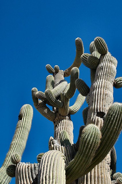 Cactus0059