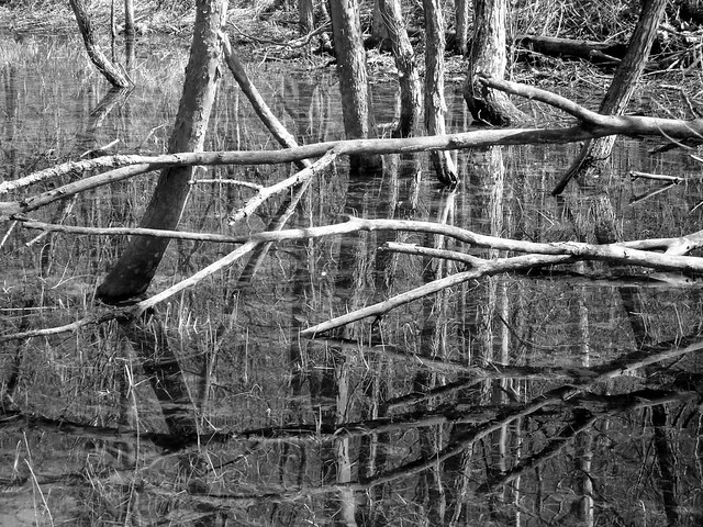 Swamp | 