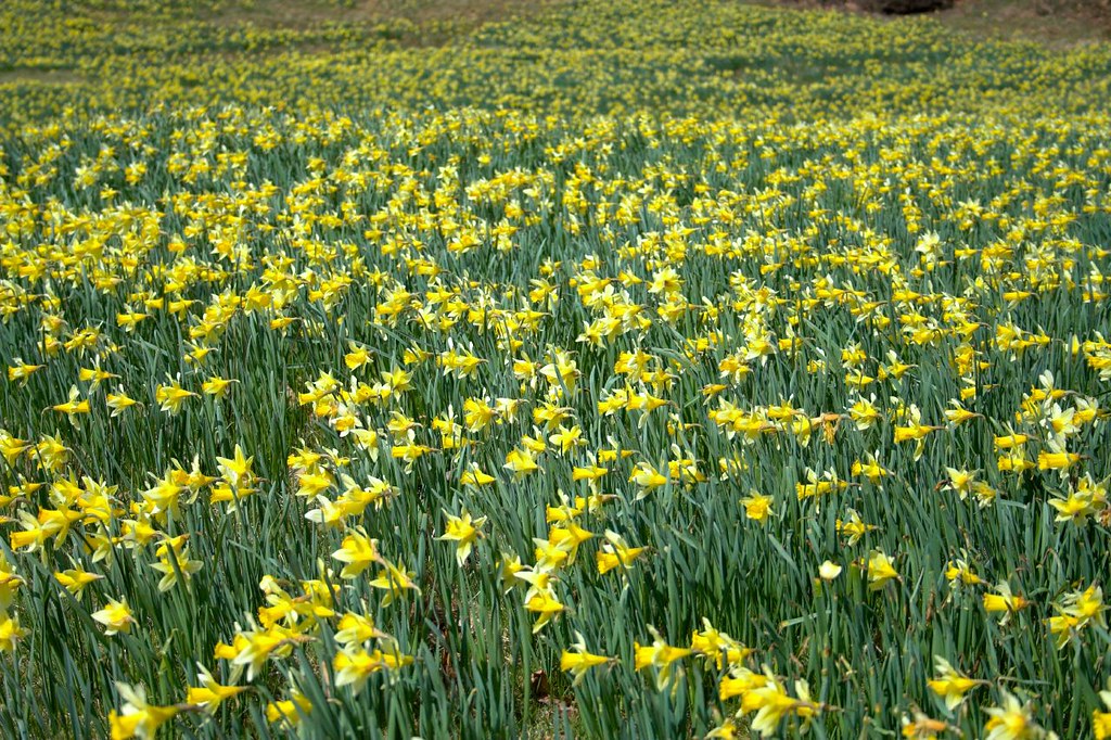 Carpet of daffodils | Daffodils in bloom at Virginia Water i… | Flickr