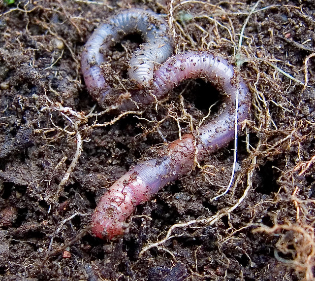 Image result for earthworms