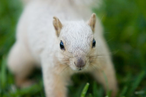 Eddie the Albino Squirrel