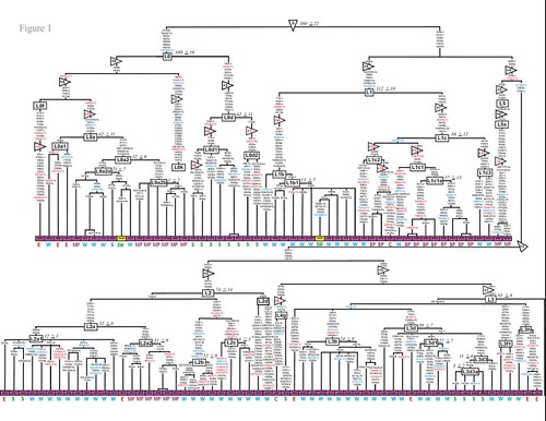 Phylogenetic tree of the human mitochondrial DNA showing t… | Flickr