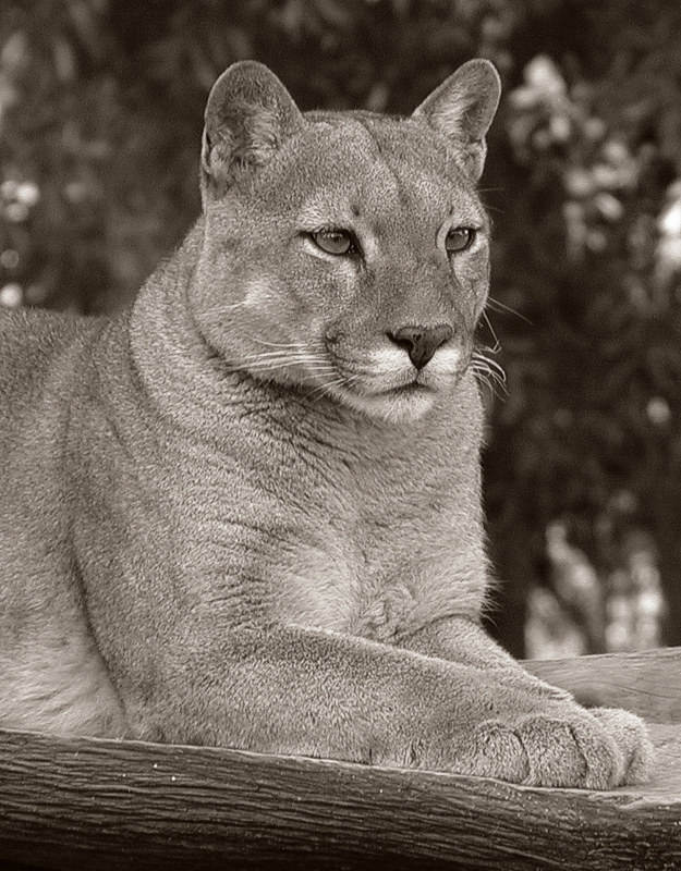 Puma in sepia Striking a stately pose. · · · · · · · · ·… Flickr