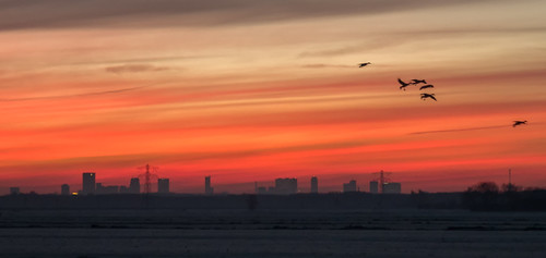 middendelfland rotterdam geese orangesky skyline sundawn sunset nederlandvandaag