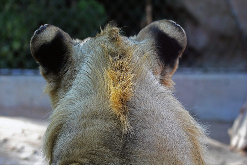 bigcat lion lioncub animal nature zooanimal captiveanimal denverzoo denver colorado jannagalski jannagal unique pointofview pov