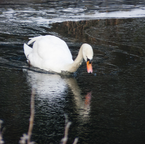Swan on a partially frozen canal