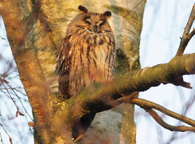 Long eared owl, Ransuil,(asio otus)