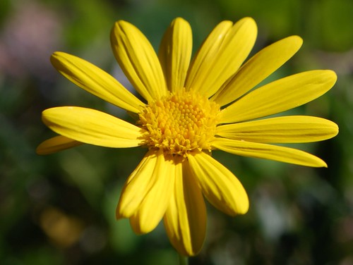 Sending you Sunshine | by Night Reader Bev