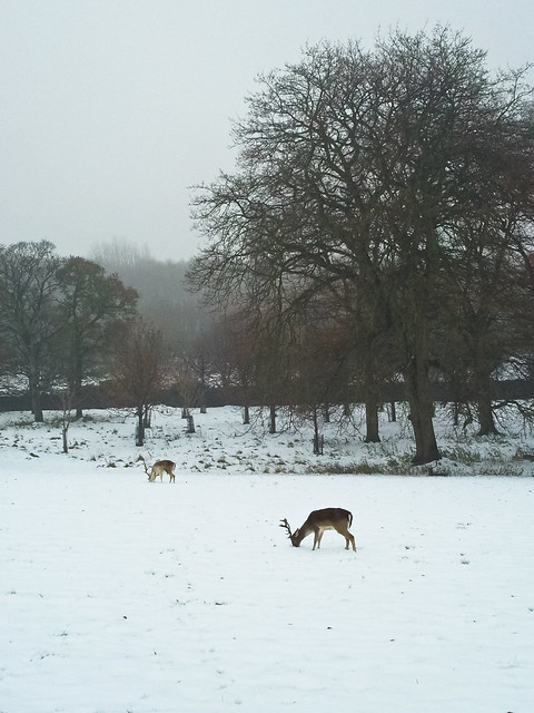 Deers and snow - Phoenix Park, Dublin