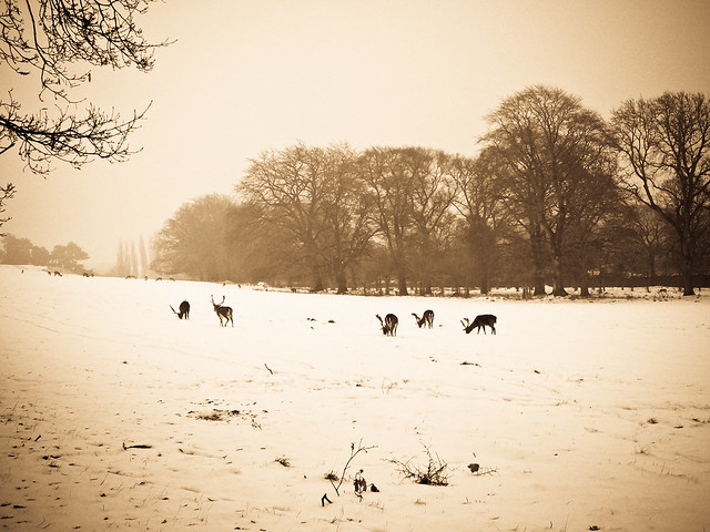 Deers and snow - Phoenix Park, Dublin-3