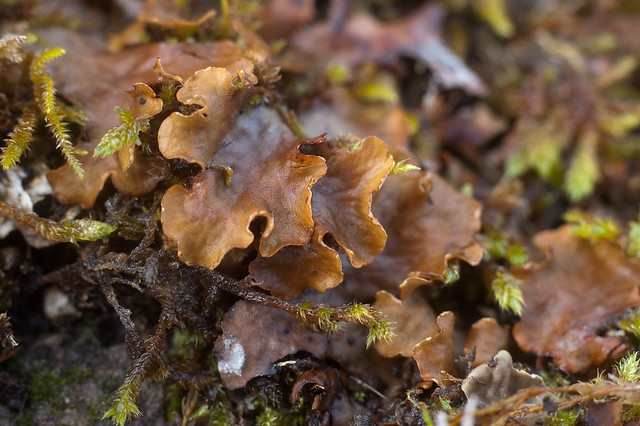 Warm-brown lichen