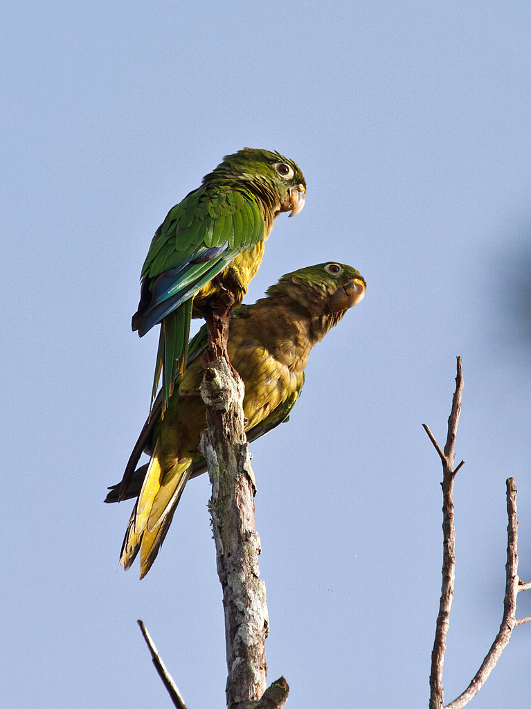 Aztek Parakeet (Aratinga astec) - Belize