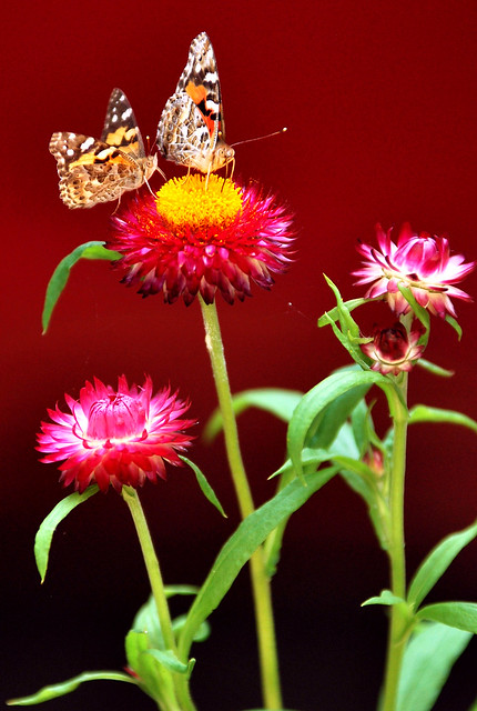 1235 Monarch butterflies