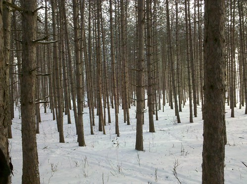 snow forest glen trail mn hals 272nd