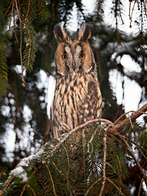 Long-eared-Owl
