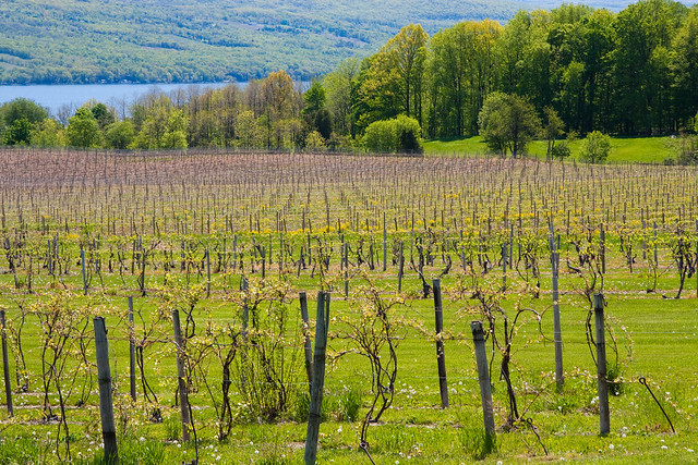 Vineyards along Seneca Lake - Finger Lakes region, New York