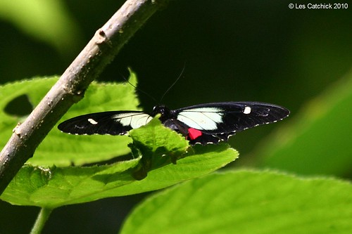 butterfly costarica lpjc ranchonaturalista parideschildrenae greencelledcattleheart
