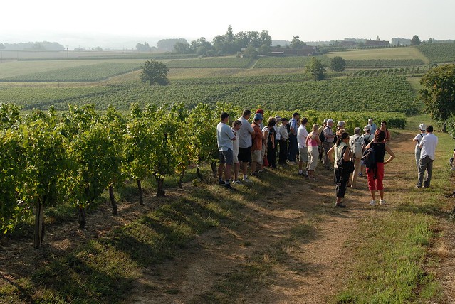 Randonner pour découvrir le vignoble de Madiran - Aquitaine