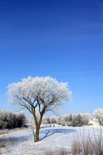 A Frosted Tree and Its Shadow